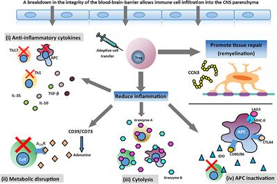 Adoptive Transfer of Regulatory T Cells as a Promising Immunotherapy for the Treatment of Multiple Sclerosis